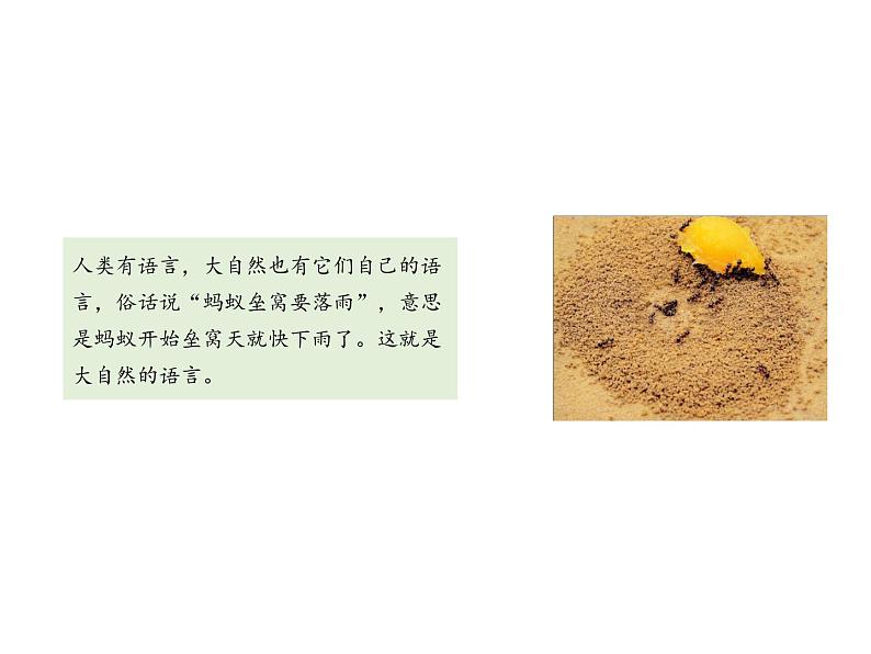 部编版八年级语文下册课件----5 大自然的语言第3页