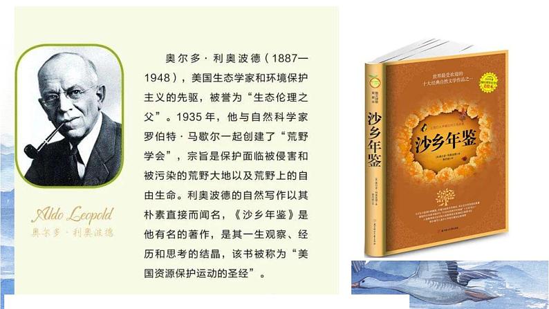 部编版八年级语文下册课件----7《大雁归来》05