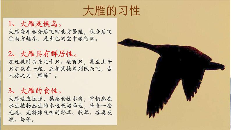 部编版八年级语文下册课件----7《大雁归来》08