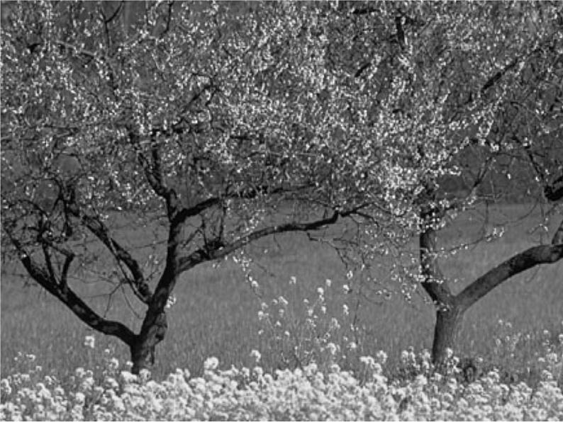 15驿路梨花-七年级语文下册课件（部编版）02