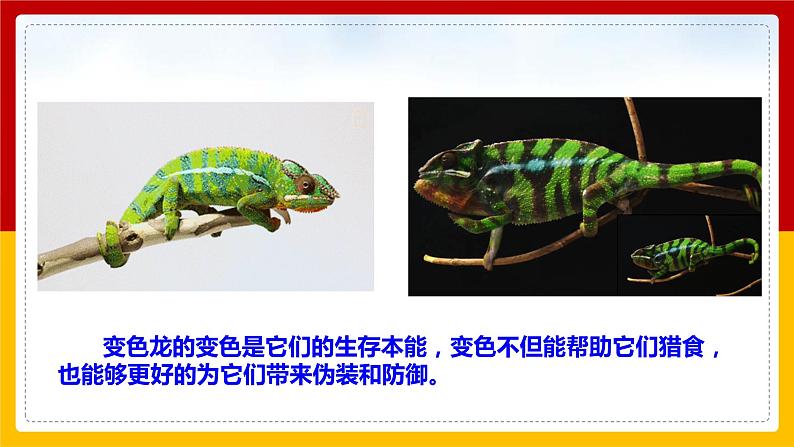 第6课 《变色龙》（课件+教案+导学案+同步练习）04