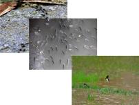 人教部编版八年级下册5 大自然的语言教课内容ppt课件