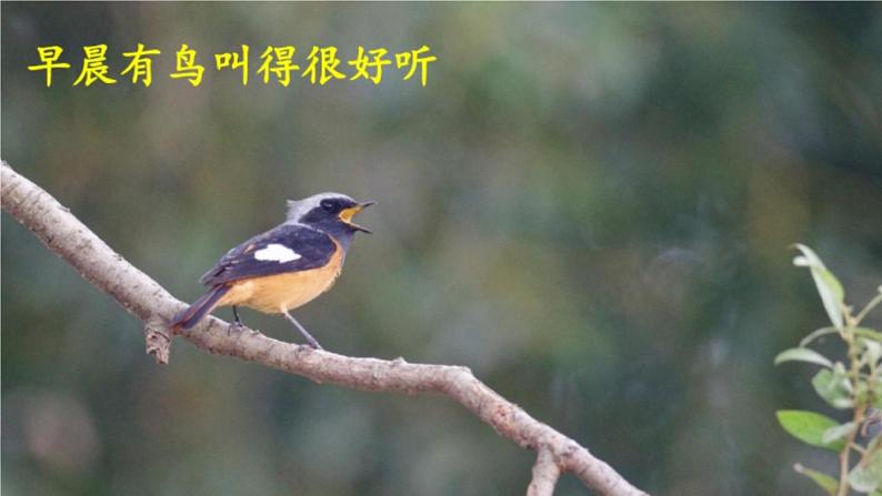 13.表里的生物 品读释疑课件第8页