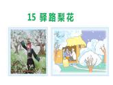 15驿路梨花-2021-2022学年七年级语文下册课件（共45张PPT）