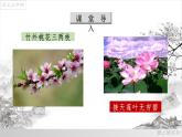 05《大自然的语言》课件-八年级语文下册（部编版）