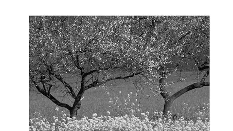 部编版七年级语文下册--15 驿路梨花-课件第2页