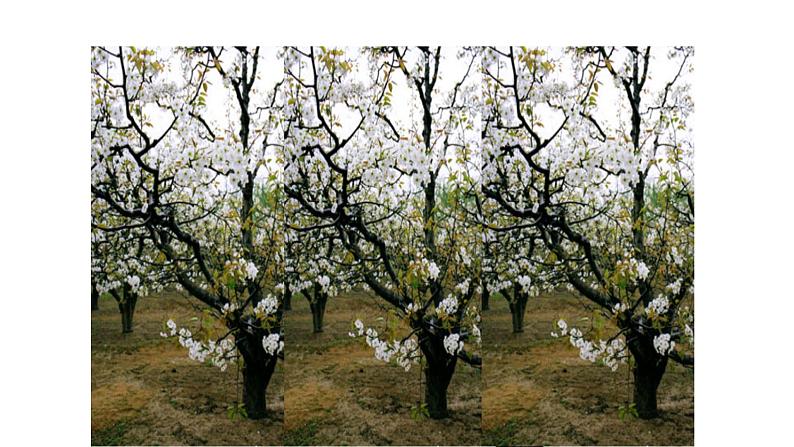 部编版七年级语文下册--15 驿路梨花-课件第3页