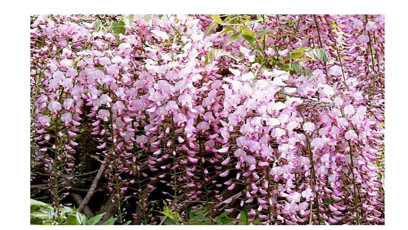 部编版七年级语文下册--18 紫藤萝瀑布 课件第4页