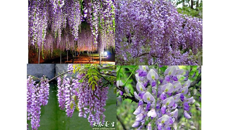 部编版七年级语文下册--18 紫藤萝瀑布 课件第5页