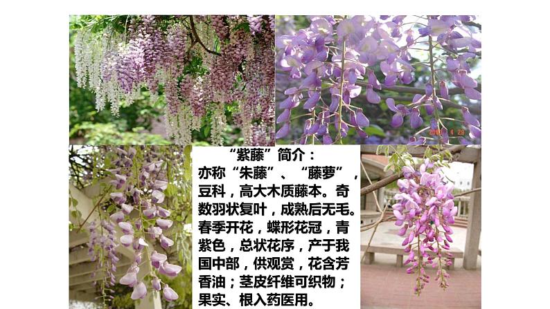 部编版七年级语文下册--18 紫藤萝瀑布 课件第6页