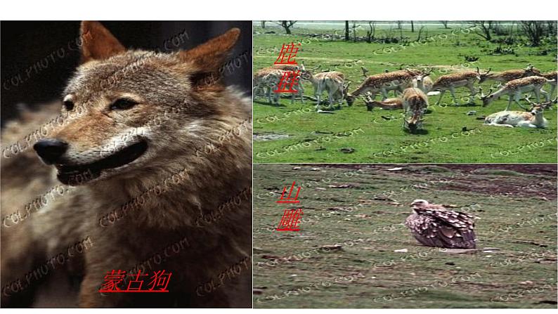 8、《土地的誓言》课件第3页