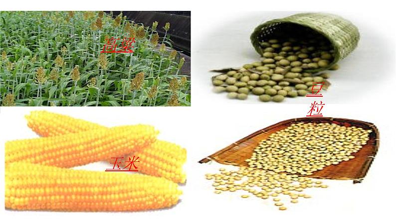 8、《土地的誓言》课件第4页