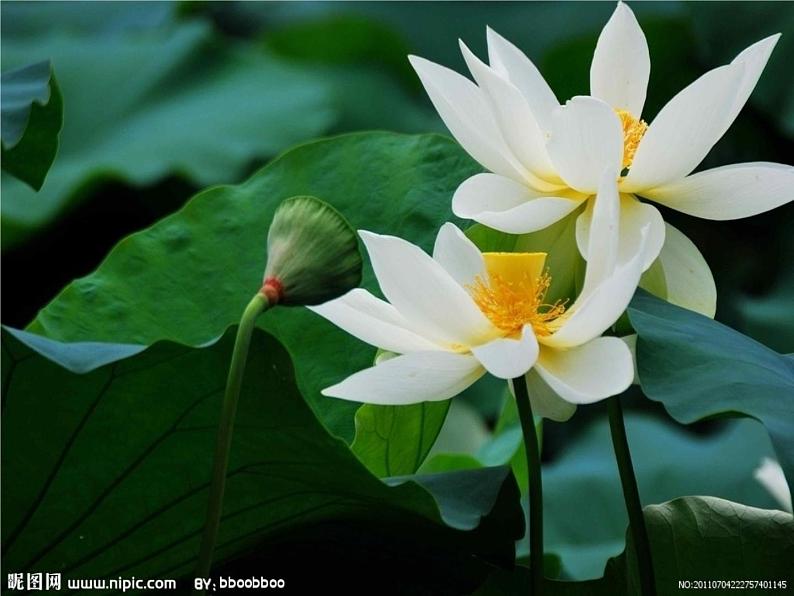 第17课《短文两篇——爱莲说》课件（共22PPT）2021—2022学年部编版语文七年级下册第2页