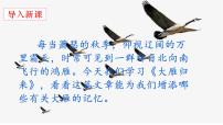 语文八年级下册大雁归来教学课件ppt