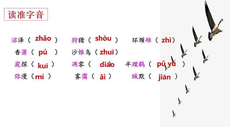 第7课《大雁归来》（共24张PPT）2021-2022学年部编版语文八年级下册05