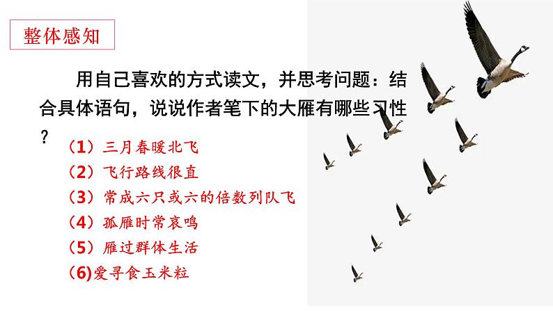 第7课《大雁归来》（共24张PPT）2021-2022学年部编版语文八年级下册08