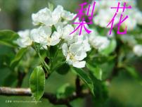 初中语文人教部编版七年级下册15 驿路梨花授课课件ppt