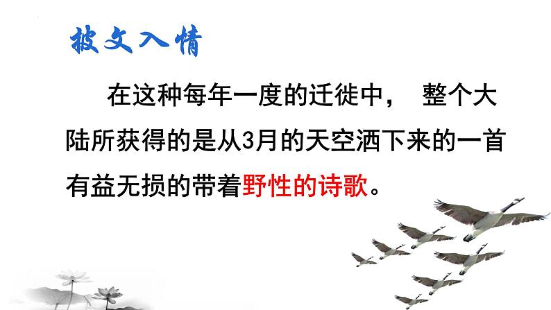 第7课《大雁归来》课件（共20张PPT）2021—2022学年部编版语文八年级下册第6页