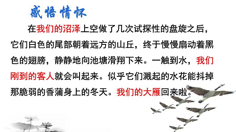 第7课《大雁归来》课件（共20张PPT）2021—2022学年部编版语文八年级下册第8页