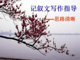 部编语文七年级上册第四单元写作 思路要清晰课件+教案+各种素材