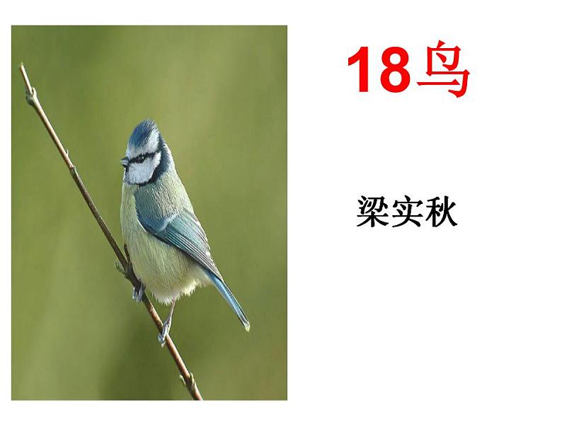 部编语文七年级上册18  鸟课件+教案+各种素材01