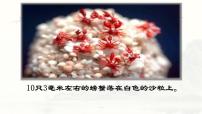人教部编版八年级下册核舟记教课内容课件ppt