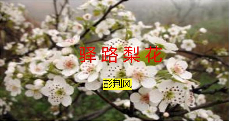 第15课《驿路梨花》课件2021-2022学年部编版语文七年级下册第1页