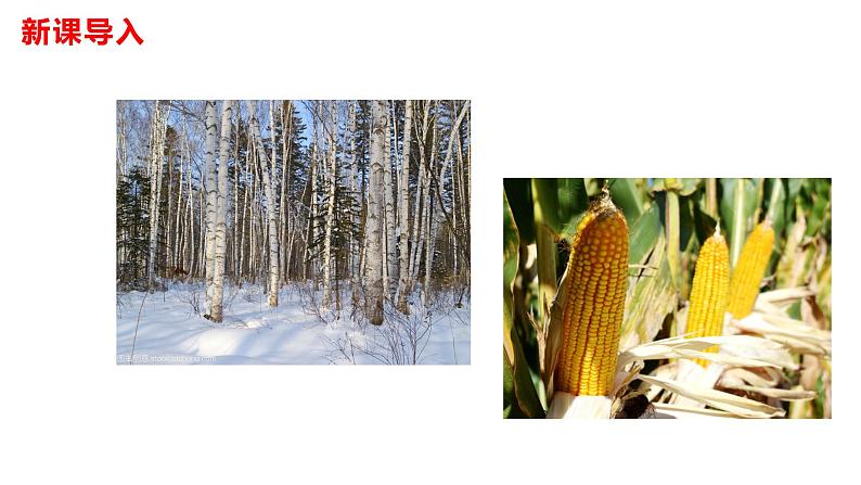 部编版七年级语文下册----08《土地的誓言》课件第3页