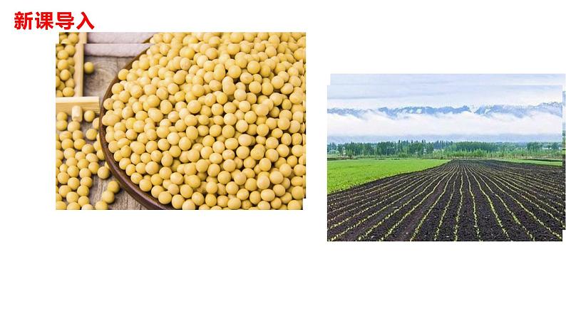 部编版七年级语文下册----08《土地的誓言》课件第4页