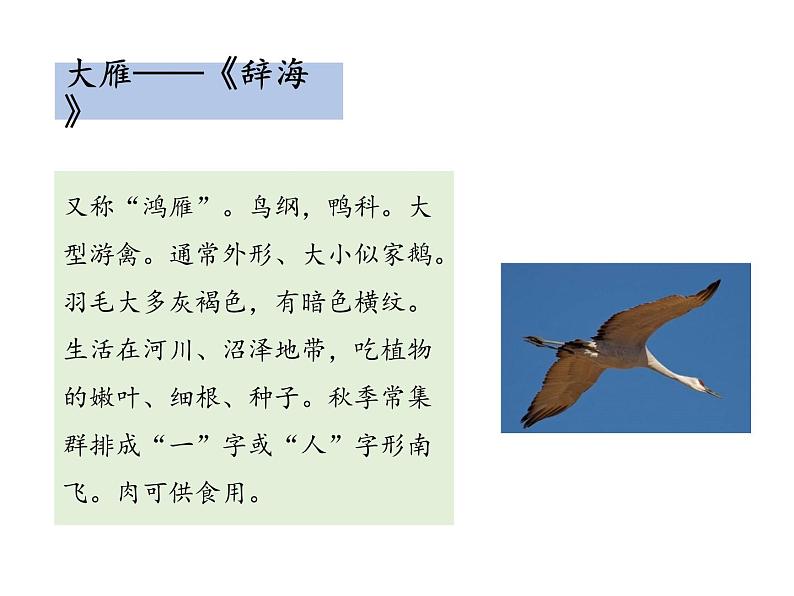 部编版八年级语文下册----7 大雁归来（教学课件）第4页