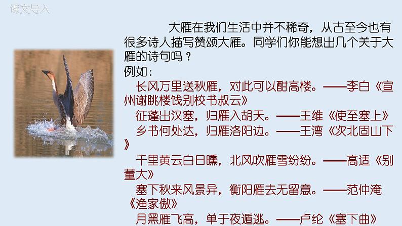 部编版八年级语文下册----7《大雁归来》课件(+ 素材）04