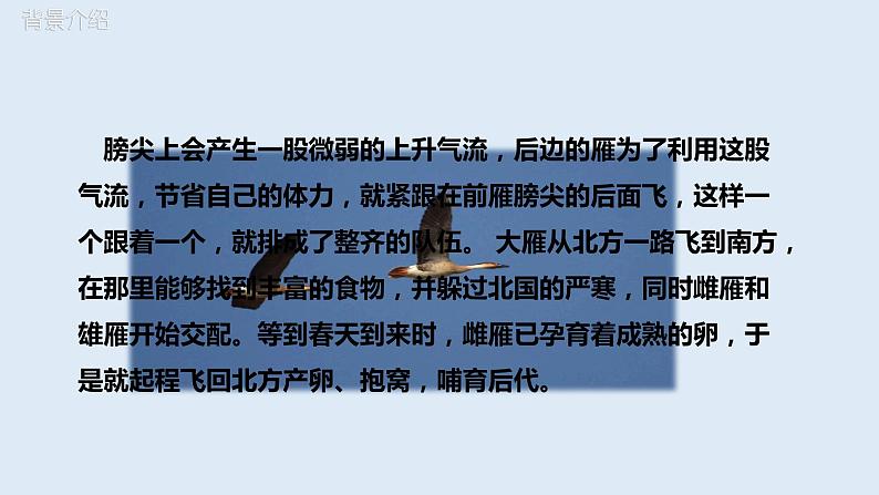 部编版八年级语文下册----7《大雁归来》课件(+ 素材）08