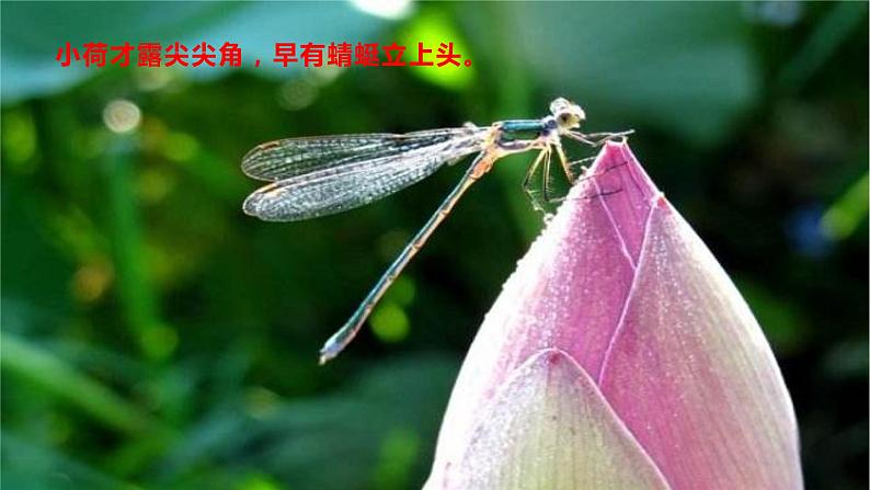 17 《短文两篇—爱莲说》（22张）-2021-2022学年部编版语文七年级下册课件PPT第2页