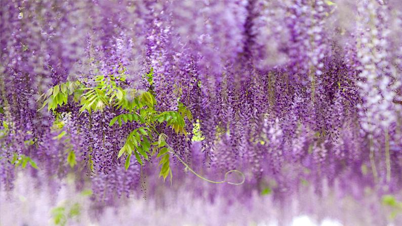 第18课《紫藤萝瀑布》（19张）-2021-2022学年部编版语文七年级下册课件PPT第6页