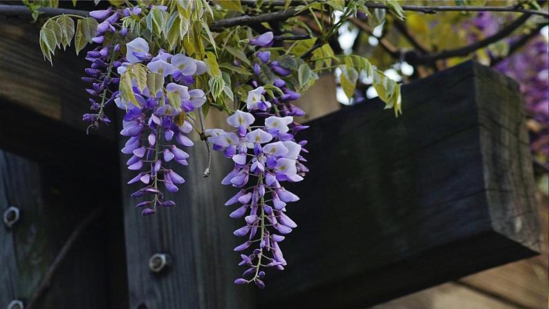 第18课《紫藤萝瀑布》（19张）-2021-2022学年部编版语文七年级下册课件PPT第7页