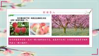 2021学年19* 一棵小桃树课文配套课件ppt