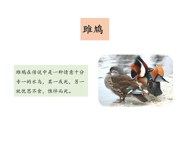 部编版八年级语文下册----12.1 关雎（教学课件）第7页