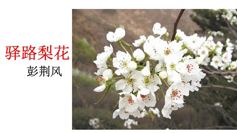 部编版七年级语文下册----15《驿路梨花》课件第3页