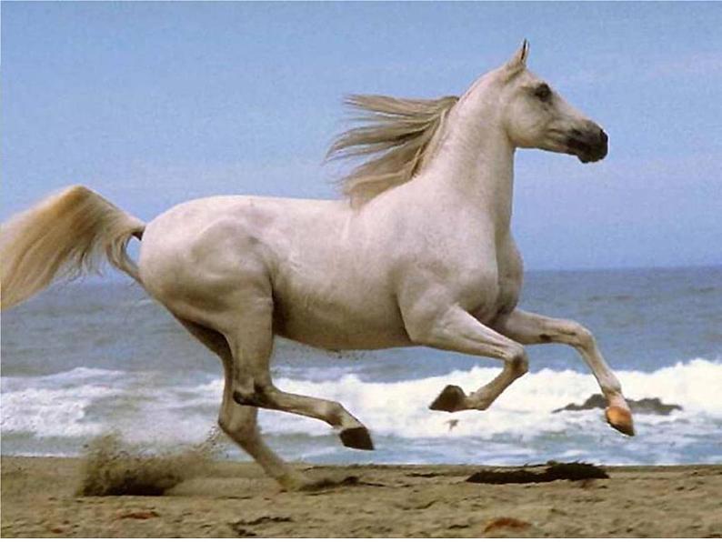 人教部编版八年级下册《马说》教学课件03