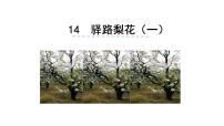 初中语文人教部编版七年级下册第四单元15 驿路梨花教课内容课件ppt