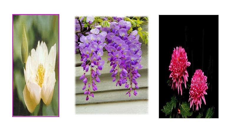 18《紫藤萝瀑布》 课件-2021-2022学年部编版语文七年级下册第2页