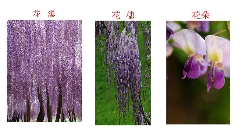 18《紫藤萝瀑布》 课件-2021-2022学年部编版语文七年级下册第3页