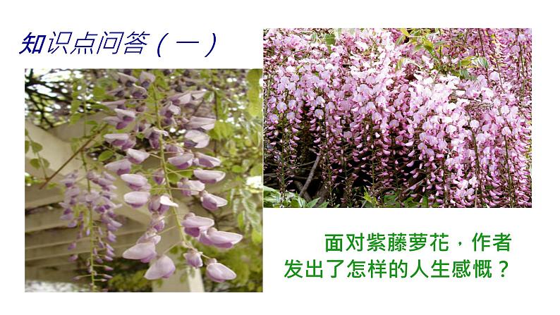 18《紫藤萝瀑布》 课件-2021-2022学年部编版语文七年级下册第7页