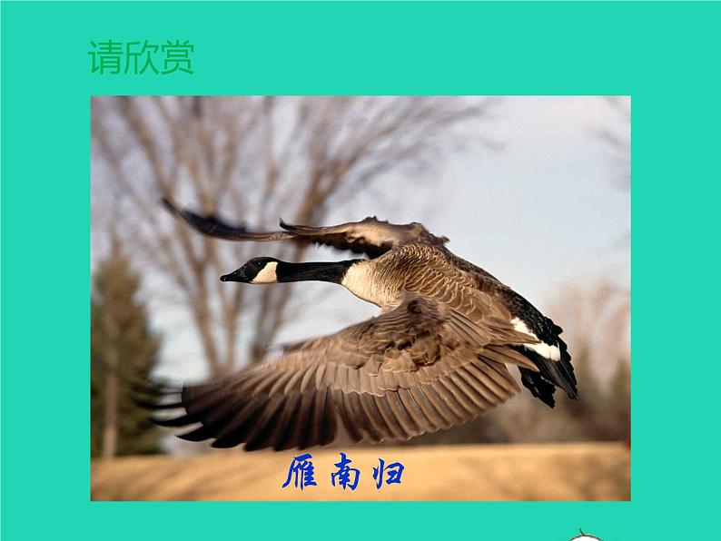 八年级语文下册第二单元7大雁归来教学课件新人教版第3页