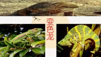 初中语文人教部编版九年级下册第二单元6 变色龙集体备课ppt课件