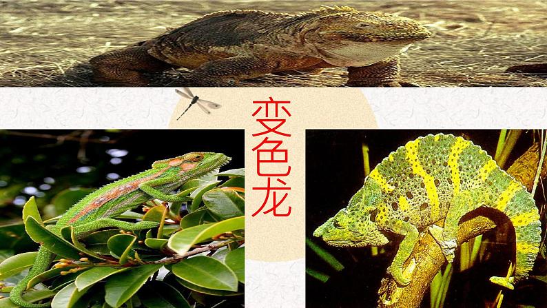 第6课变色龙第1课时课件2021-2022学年部编版语文九年级下册第1页