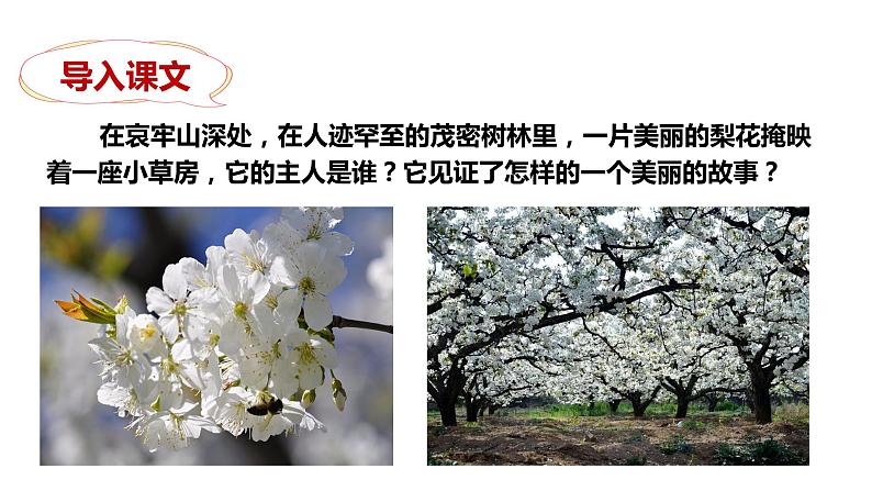 部编版七年级语文下册----15 驿路梨花  课件第4页