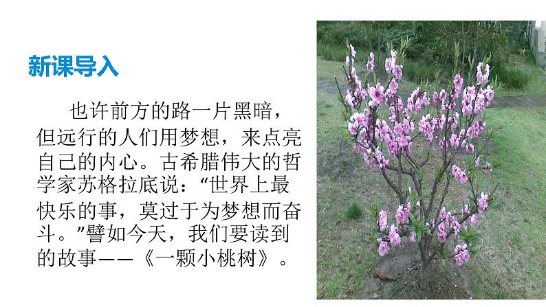 部编版七年级语文下册----19  《一棵小桃树》  课件01