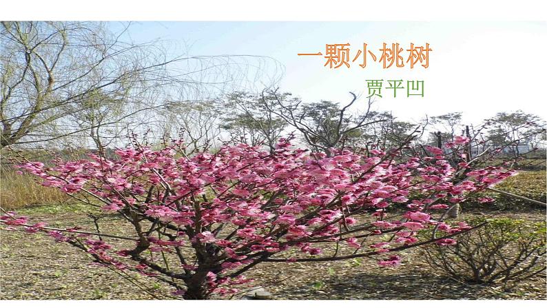 部编版七年级语文下册----19  《一棵小桃树》  课件02