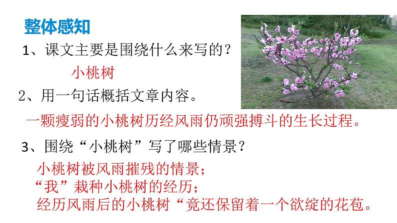 部编版七年级语文下册----19  《一棵小桃树》  课件08